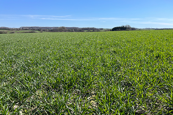 Mark med stort ital. rajgræs